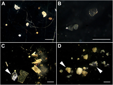 Microplastics_in_sediments.jpg
